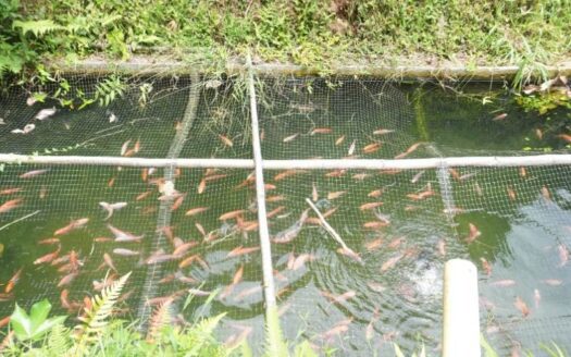 Propiedad campestre y comercial