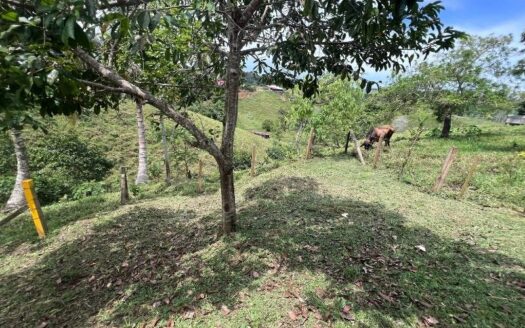 Lotes a bordo de calle