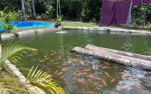 Propiedad campestre a borde de autopista platanares