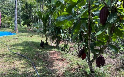 Propiedad campestre a borde de autopista platanares